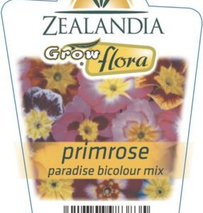 Primrose 'Bicolour Mix' 6pack