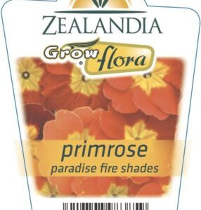 Primrose 'Fire Shades' 6pack