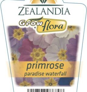 Primrose 'Waterfalls' 6pack