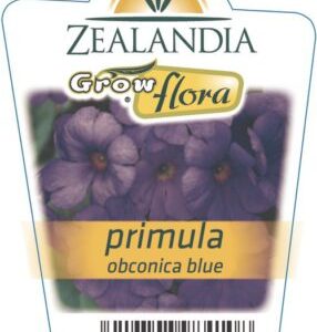 Primula 'Blue' 6 pack