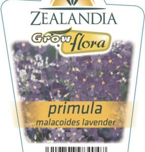 Primula Malacoides Lavender 6 pack