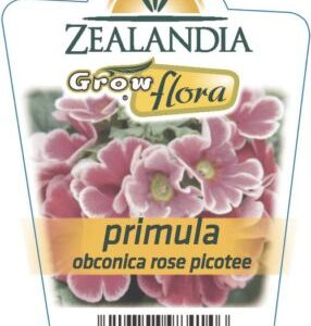 Primula 'Rose Picotee' Primula