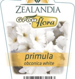 Primula  'Obconcia Mix' 6pack