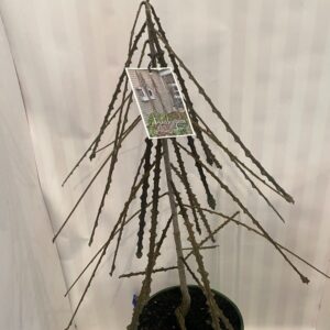 Pseudopanax 'ferox' 4L