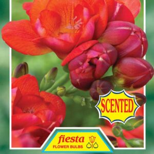 Freesia 'Red Diamond' 10 bulbs