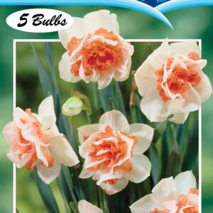 Daffodil 'Replete' 5 bulbs