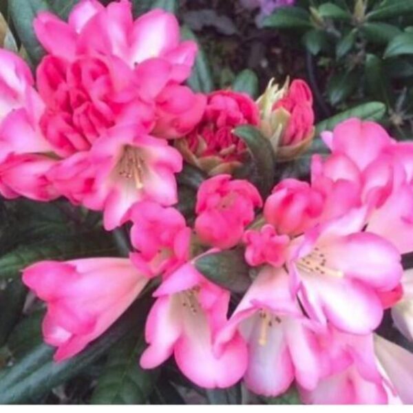 Rhododendron 'Apple Brandy' 25L - Image 3