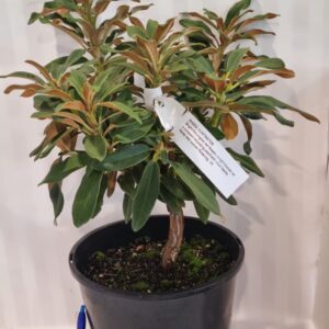 Rhododendron 'Huntington' 7.5