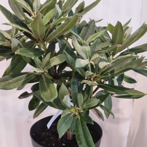 Rhododendron 'Sneezy' 7.5L
