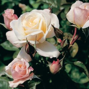 Rose 'Anniversary'