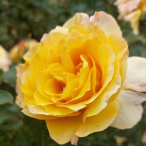 Rose 'Arrowtown' Climber