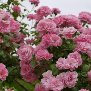 Rose 'Bantry Bay' Climber