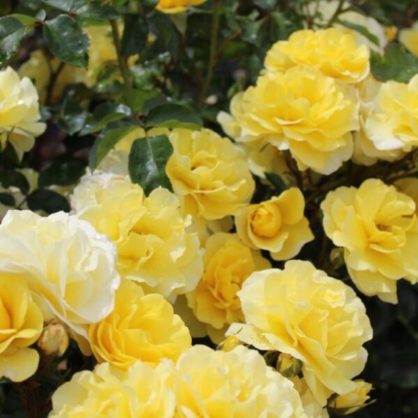 Rose 'Best Wishes'