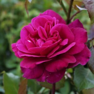 Rose 'Blackberry Nip'