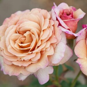 Rose 'Cappuccino'
