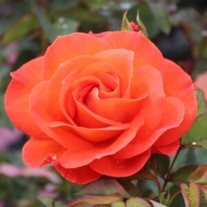 Rose 'Christophe'