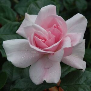 Rose 'City of London' Climber