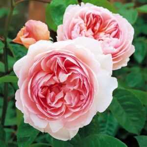 Rose 'Claire Rose'
