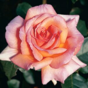 Rose 'Compassion' Climber