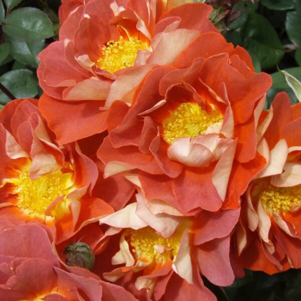 Rose 'Copper Butterflies'
