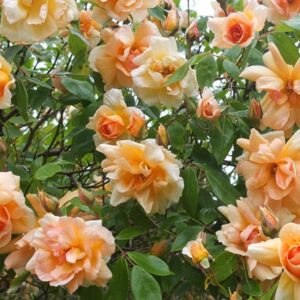 Rose 'Crepuscule' Climber