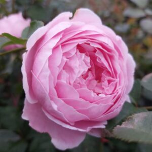 Rose 'Cupcake' Climber