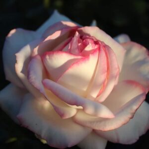 Rose 'Diamond Design'