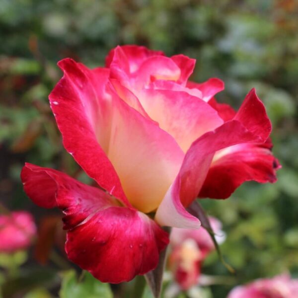 Rose 'Double Delight'