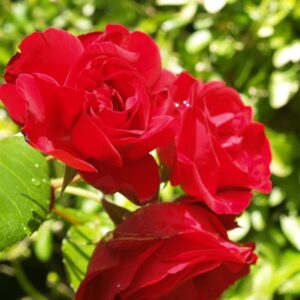 Rose 'Dublin Bay' Climber