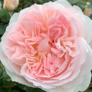 Rose 'Fairytale Magic'