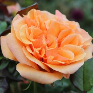Rose 'Faithful Friend'