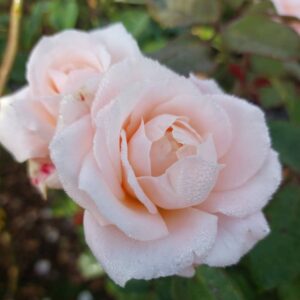 Rose 'Fond Memories'
