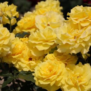 Rose 'Friesia'