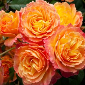 Rose 'Garden Delight'