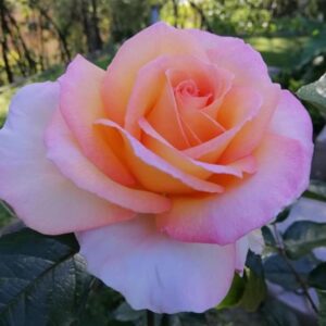 Rose 'Hamilton Gardens'