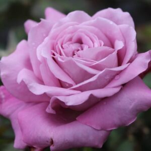 Rose 'Heaven Scent'