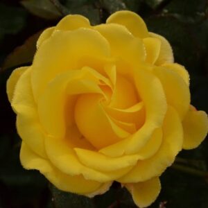 Rose 'Kaiteri Gold' Climber