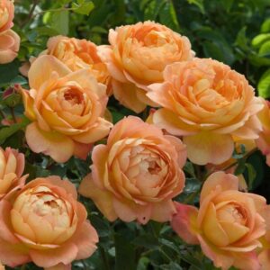 Rose 'Lady Of Shallot'