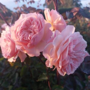 Rose 'Leander'