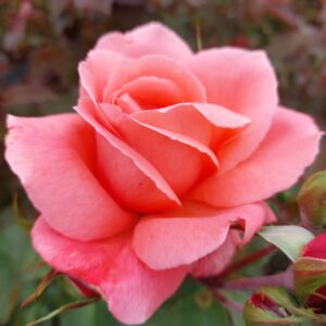 Rose 'Leaping Salmon' Climber