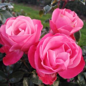 Rose 'Looking Good'