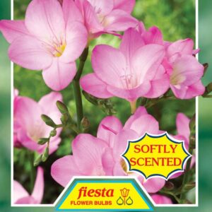 Freesia 'Rose Marie' 10 bulbs