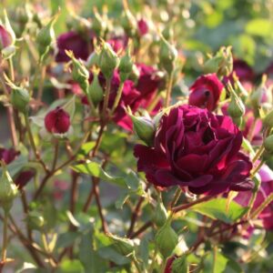 Rose 'Midnight Blue'