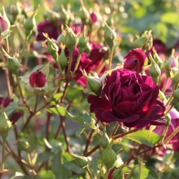 Rose 'Midnight Blue'