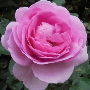 Rose 'Mum in a Million'