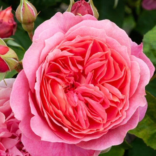 Rose 'My Sweetheart'