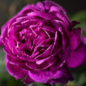 Rose 'Old Port'