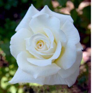 Rose 'Pope John Paul ll'