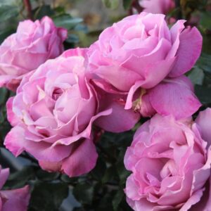 Rose 'Royal Amethyst'