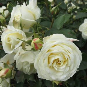 Rose 'Scott Base'
